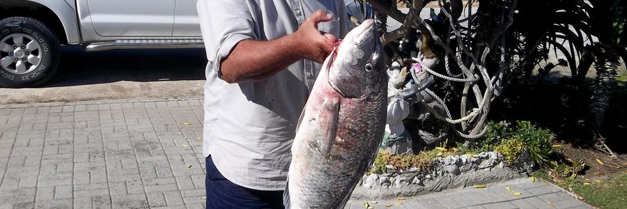Erhardt Roothman staan breÃ«bors met sy mooi witsteenbras van  5.25 kg wat hy by Otterbaai, op die Plaat, gevang het. Vroeg Saterdag, op die laagwater, en nogal met, soos hy dit noem, â€œswart rooiaasâ€. 
